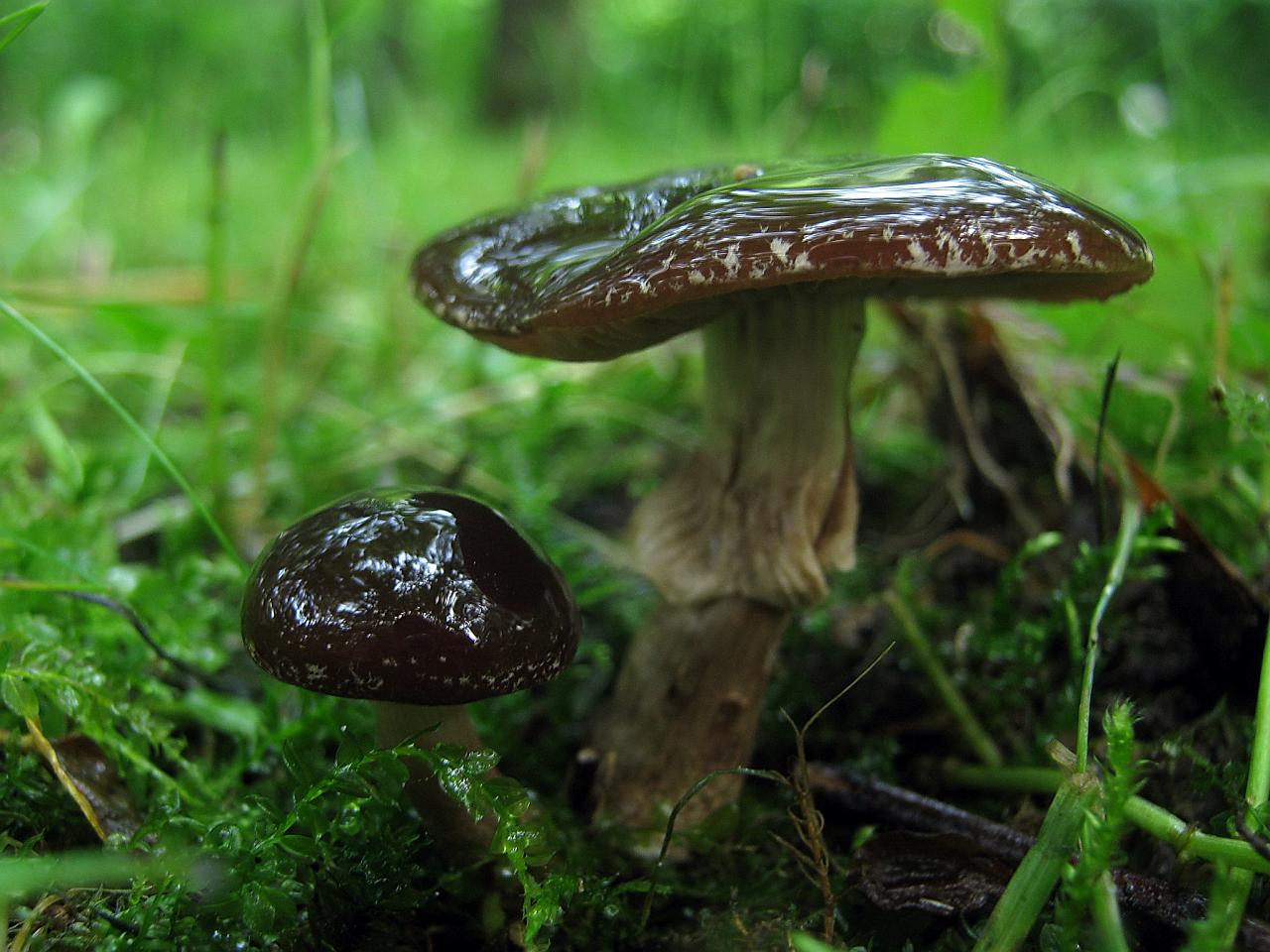 Agrocybe erebia