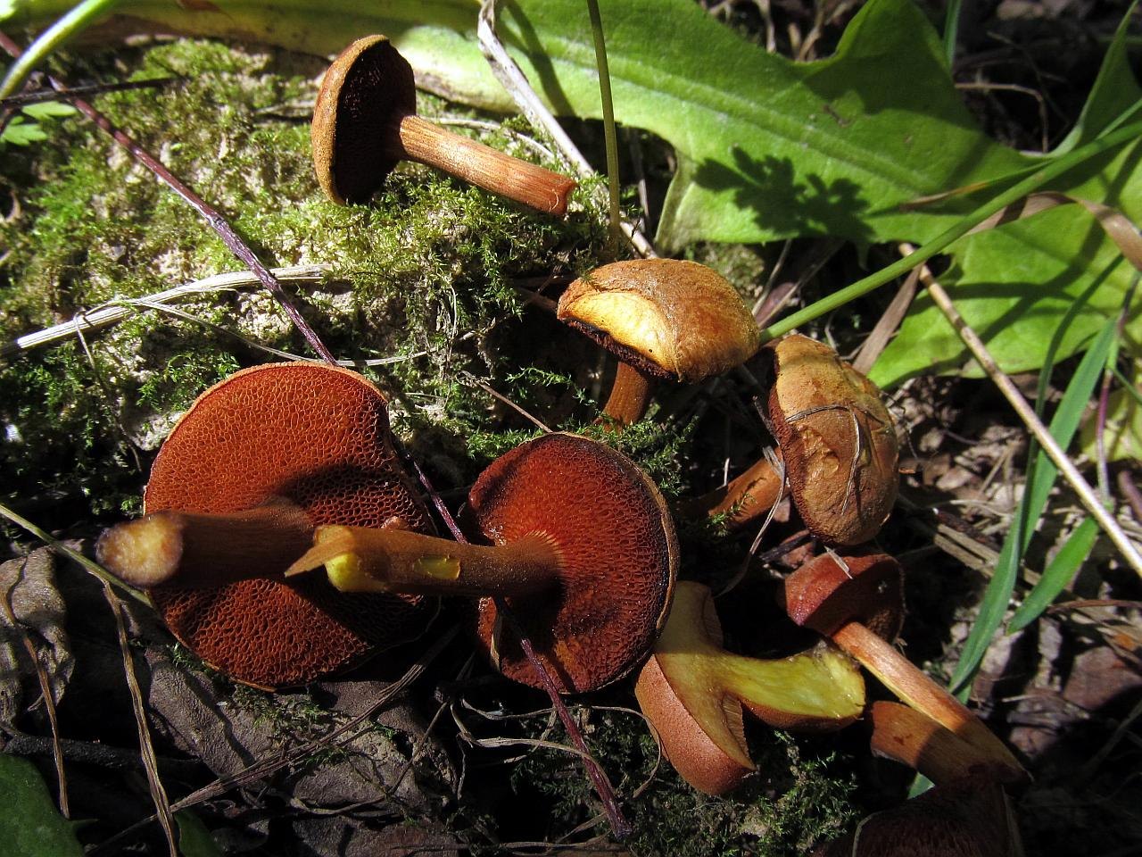 Chalciporus