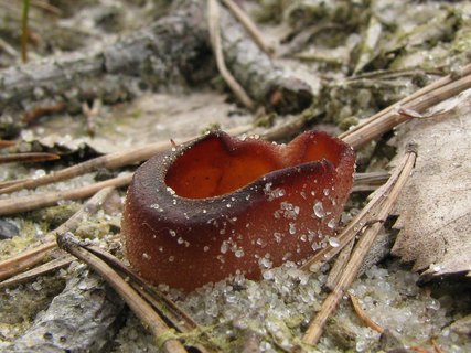 Peziza badia