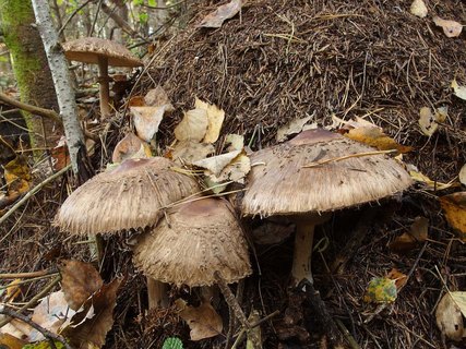 Chlorophyllum rachodes