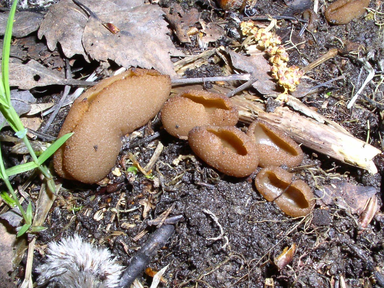 Peziza arvernensis