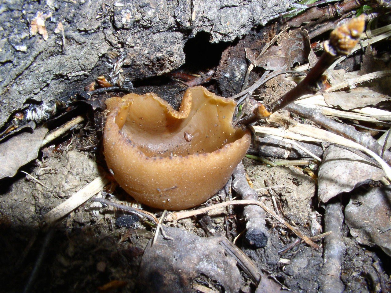 Peziza arvernensis