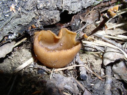 Peziza arvernensis