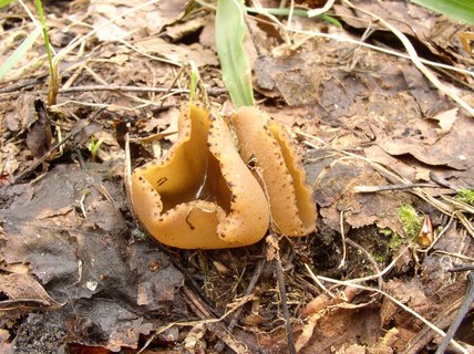 Peziza arvernensis