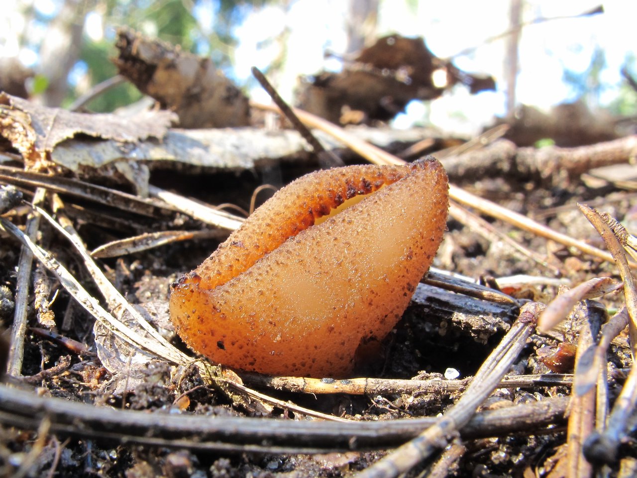 Peziza arvernensis