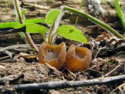 Peziza arvernensis