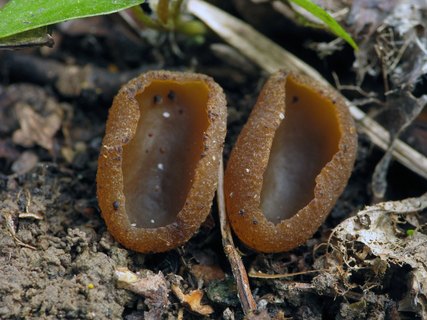 Peziza arvernensis