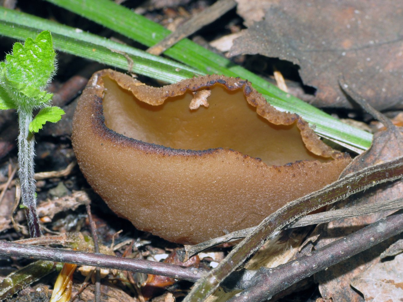 Peziza arvernensis