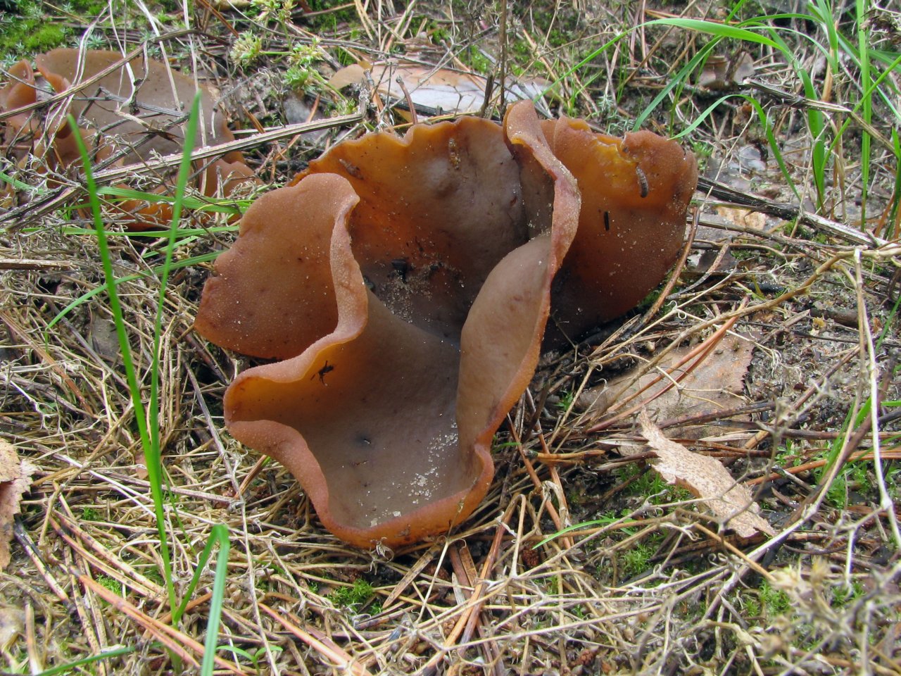 Peziza badia