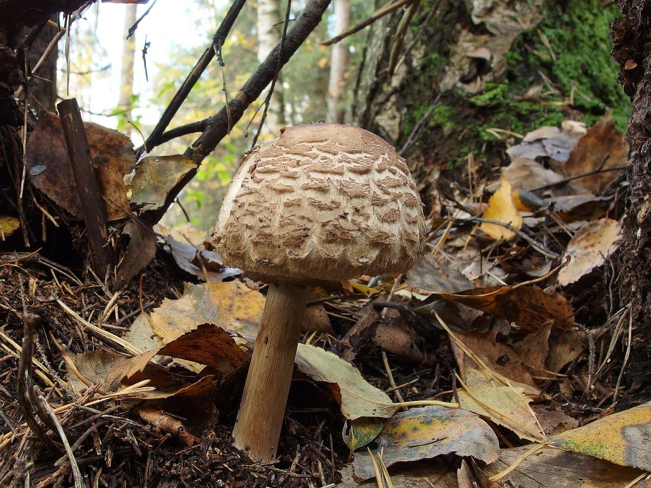 Chlorophyllum rhacodes