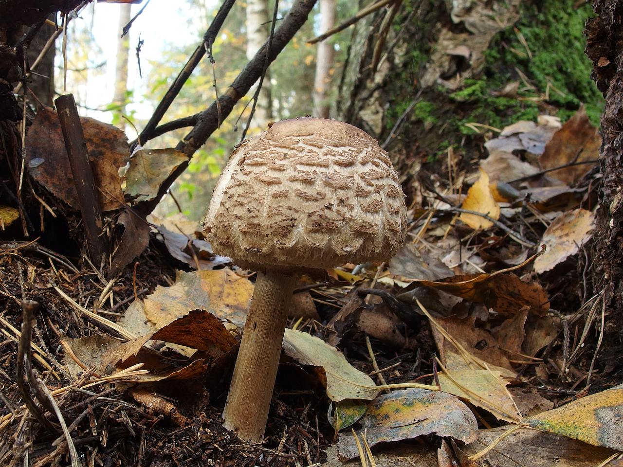 Chlorophyllum rachodes