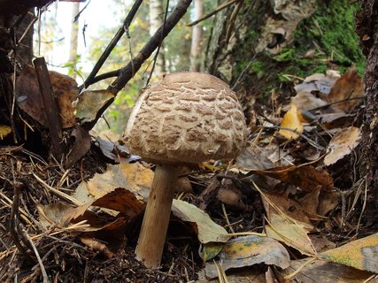 Chlorophyllum rachodes