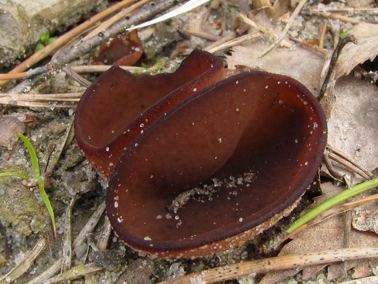 Peziza badia