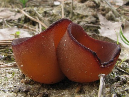 Peziza badia