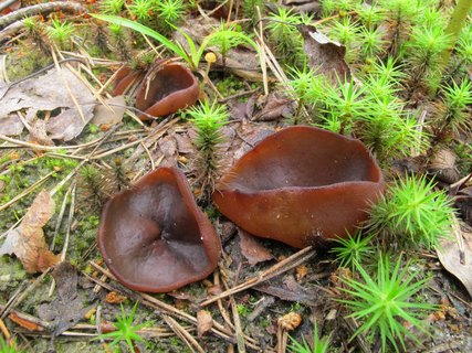 Peziza badia