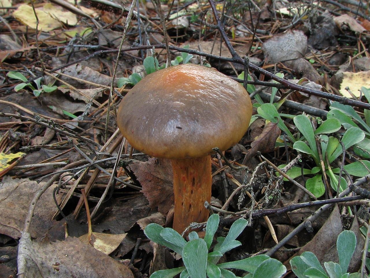 Chroogomphus