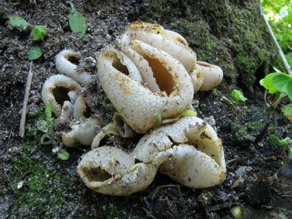 Peziza granulosa