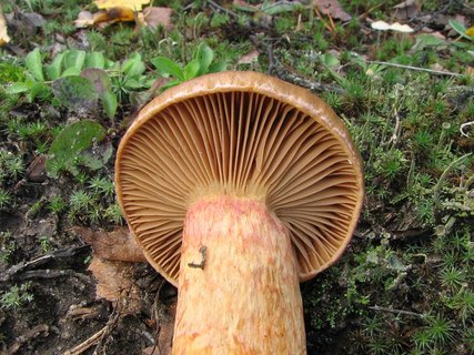 Chroogomphus rutilus