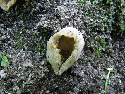 Peziza granulosa