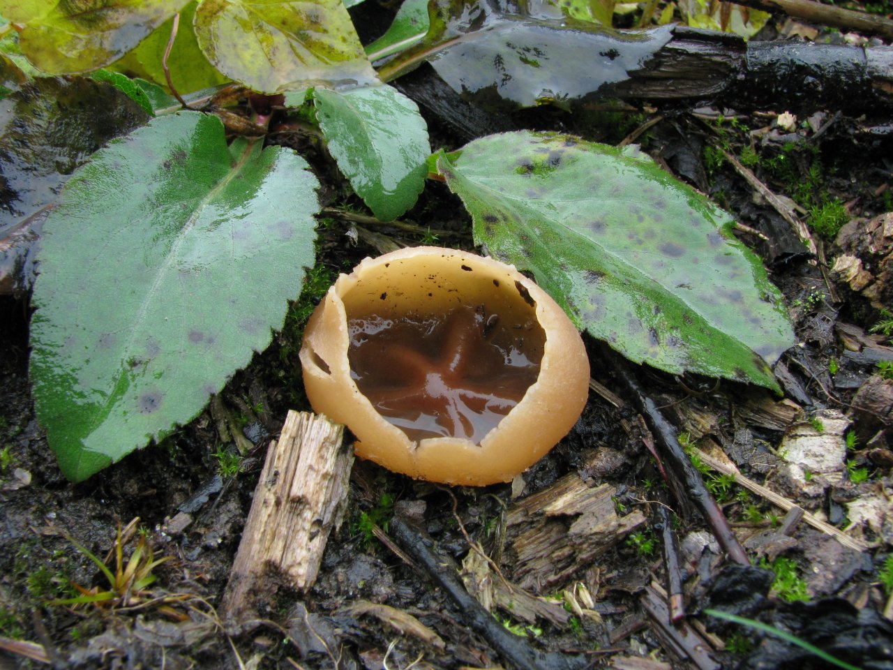 Peziza repanda