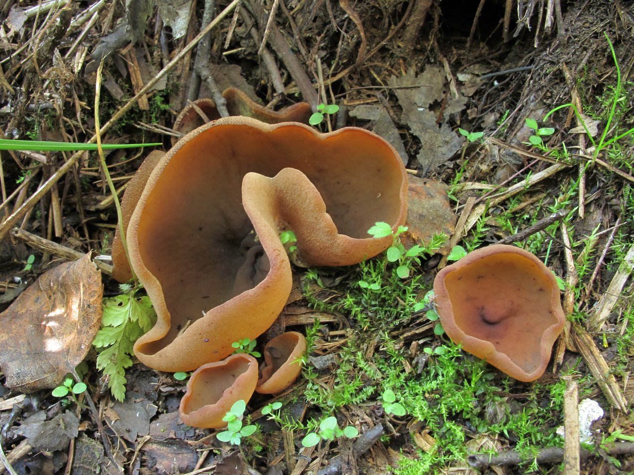 Peziza repanda