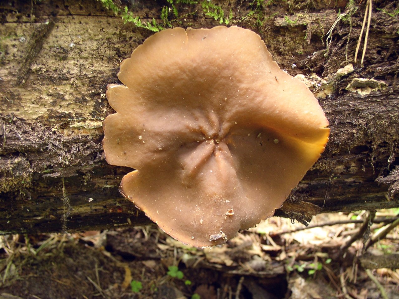 Peziza varia