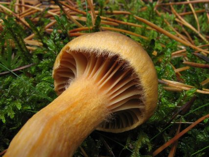 Chroogomphus rutilus