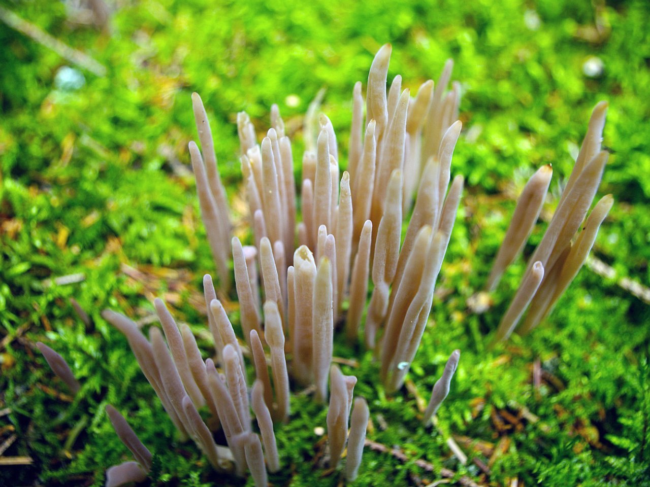 Alloclavaria