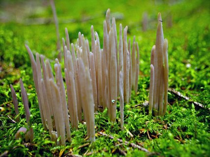 Alloclavaria purpurea