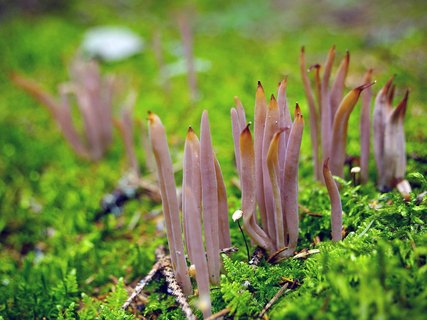 Alloclavaria purpurea