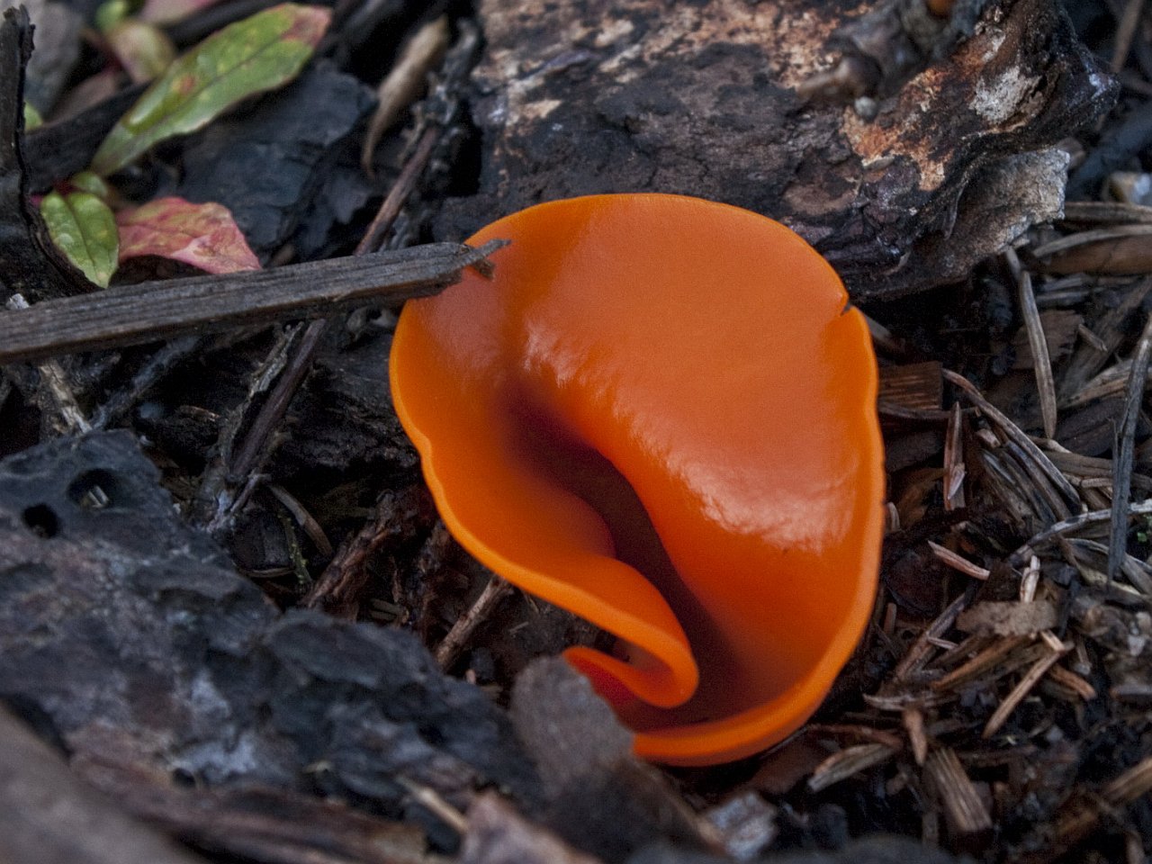Aleuria aurantia