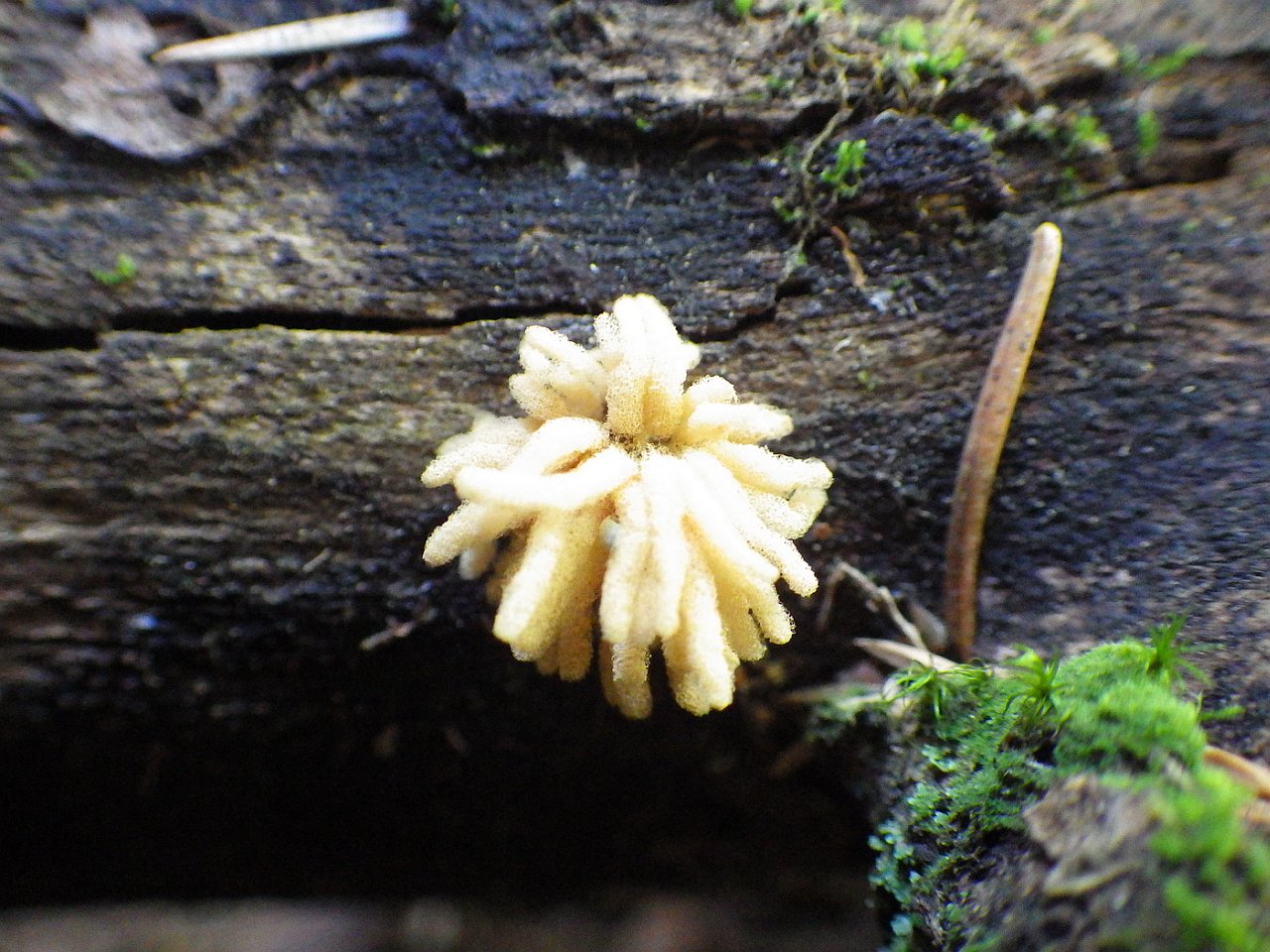 Arcyria obvelata