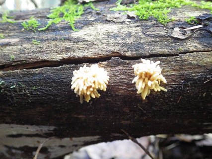 Arcyria obvelata