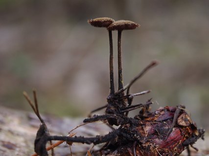 Auriscalpium vulgare