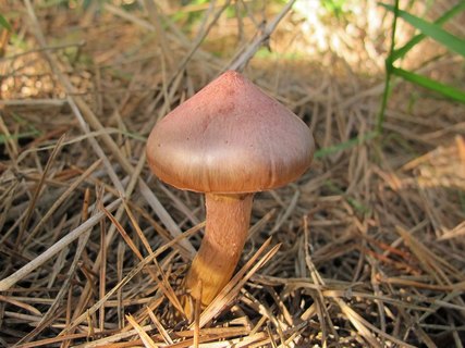 Chroogomphus rutilus