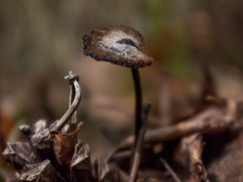 Auriscalpium vulgare