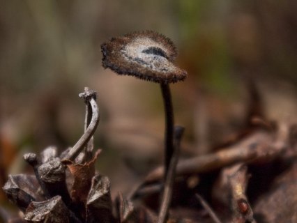 Auriscalpium vulgare