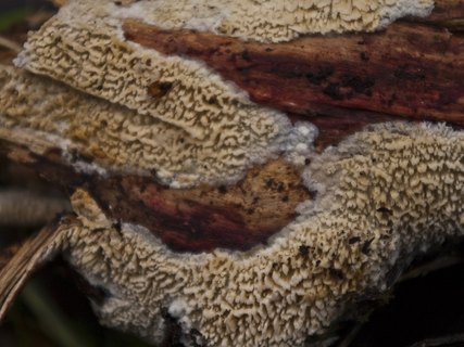 Basidioradulum radula