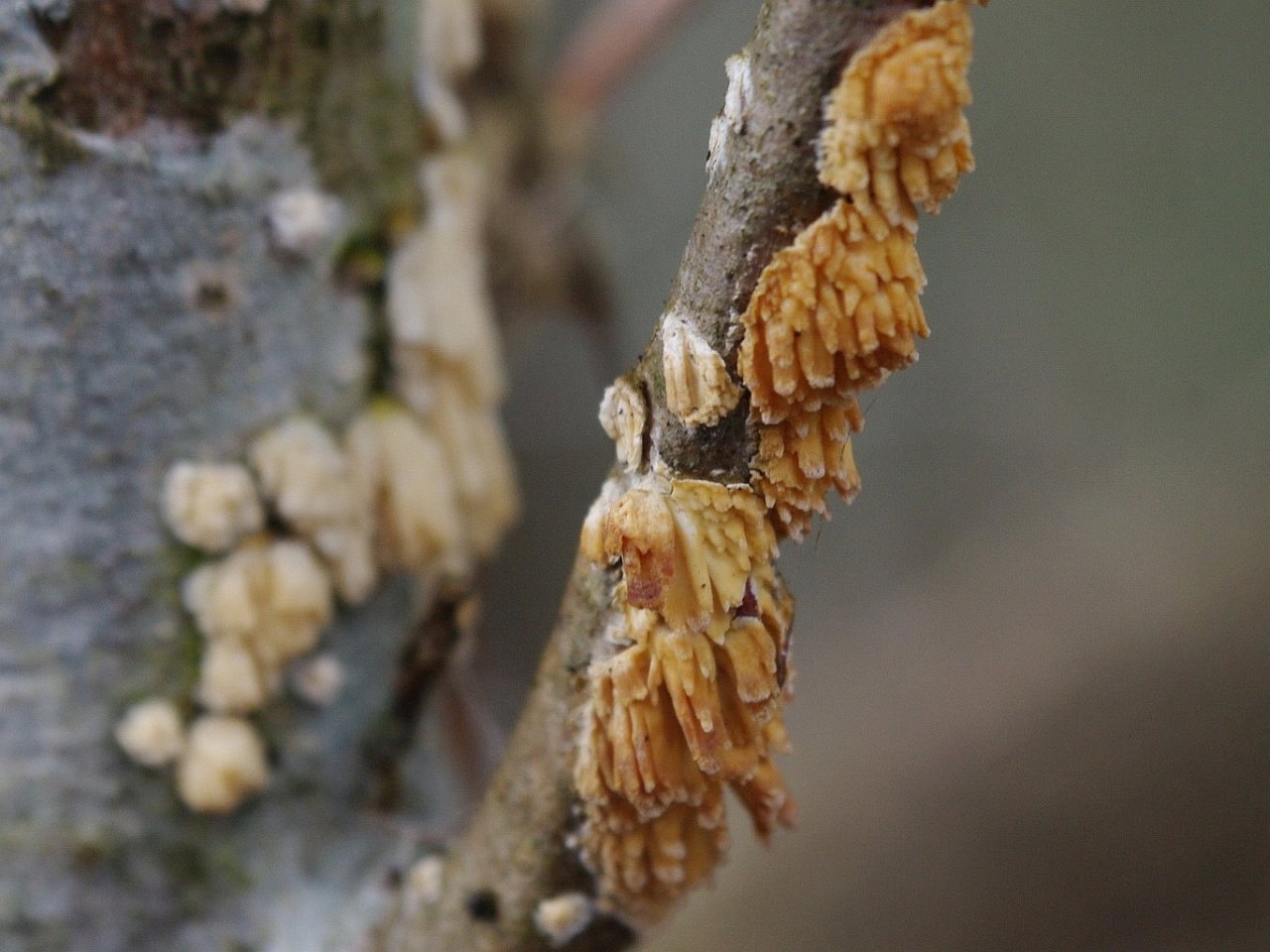 Basidioradulum radula