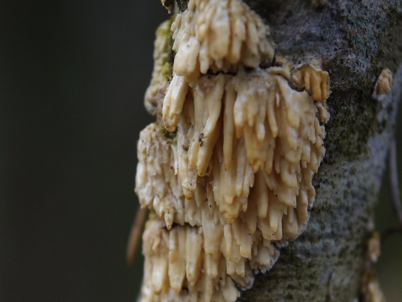 Basidioradulum radula