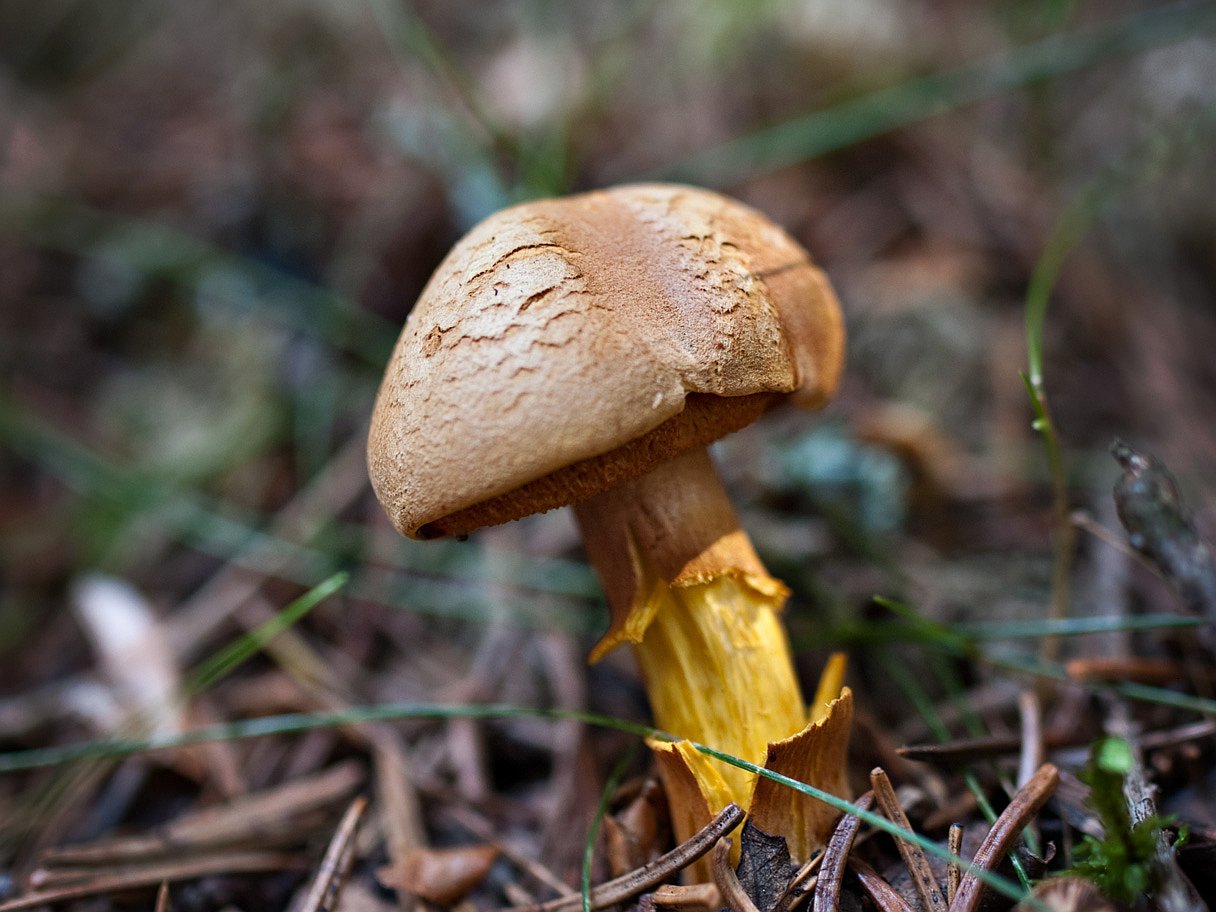 Chalciporus piperatus