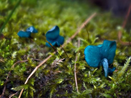 Chlorociboria aeruginascens