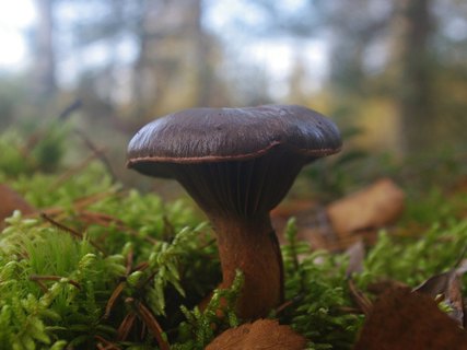Chroogomphus rutilus