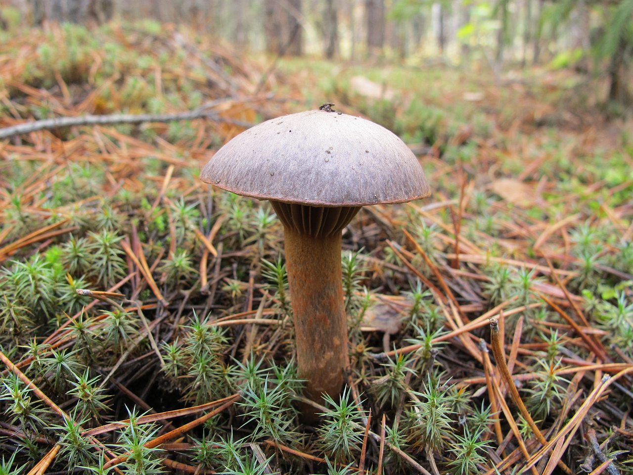 Chroogomphus rutilus