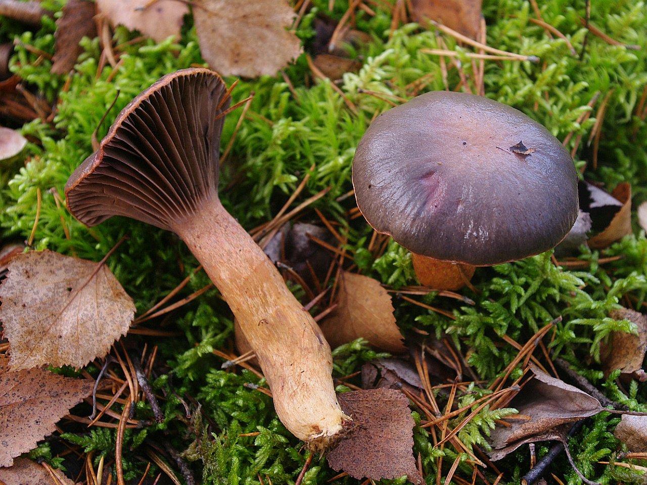 Chroogomphus rutilus