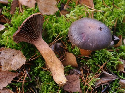 Chroogomphus rutilus