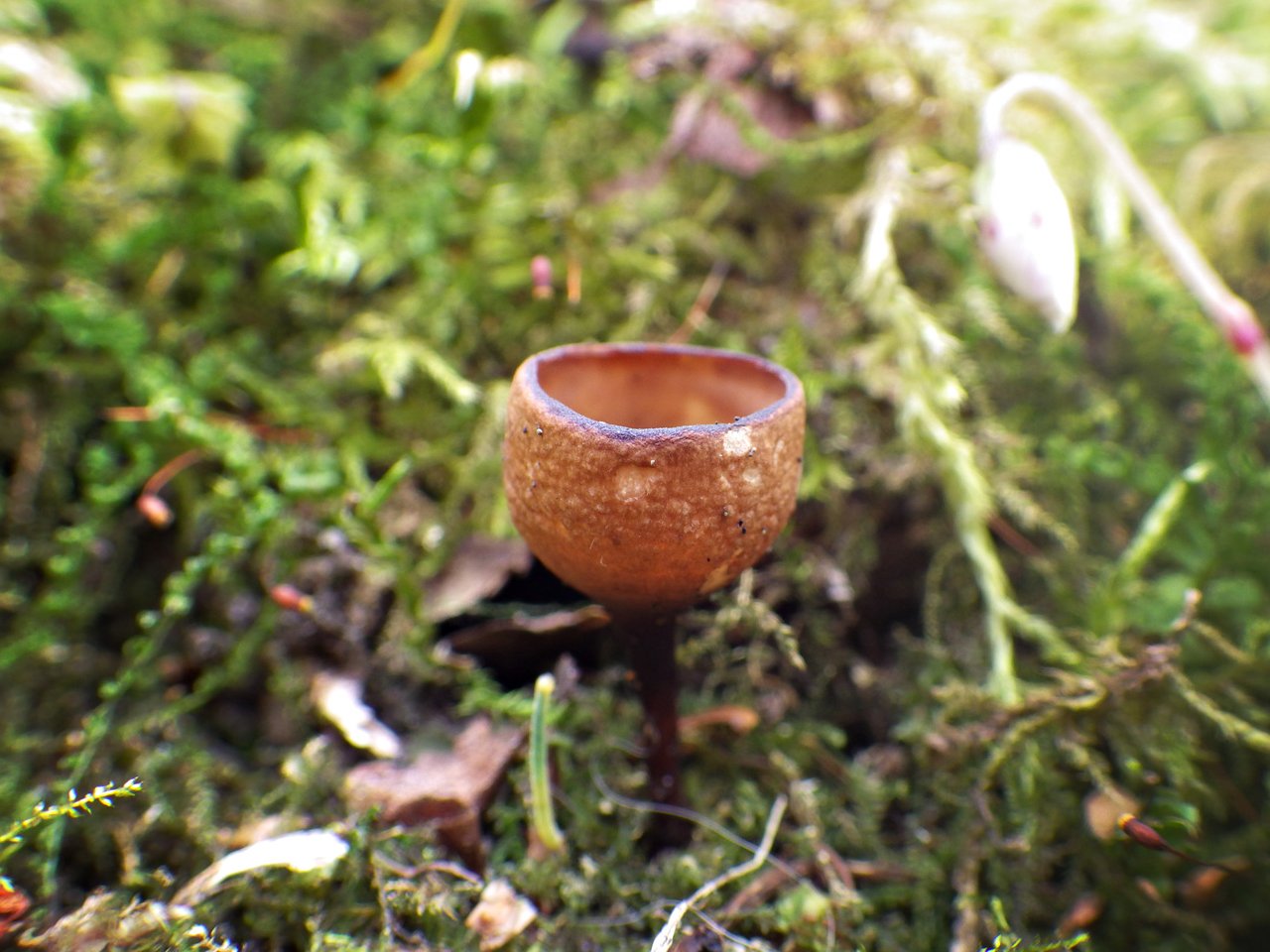 Ciboria amentacea