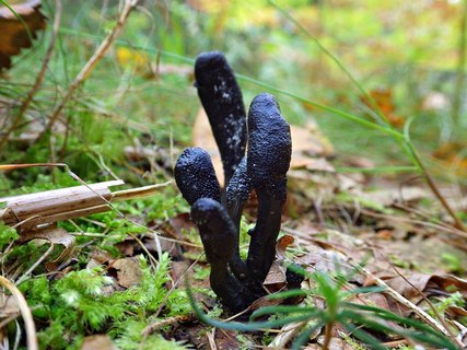 Elaphocordiceps ophioglossoides