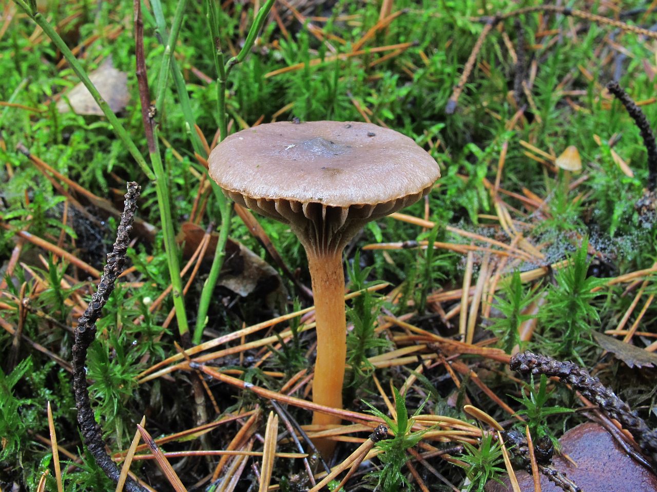 Chroogomphus rutilus