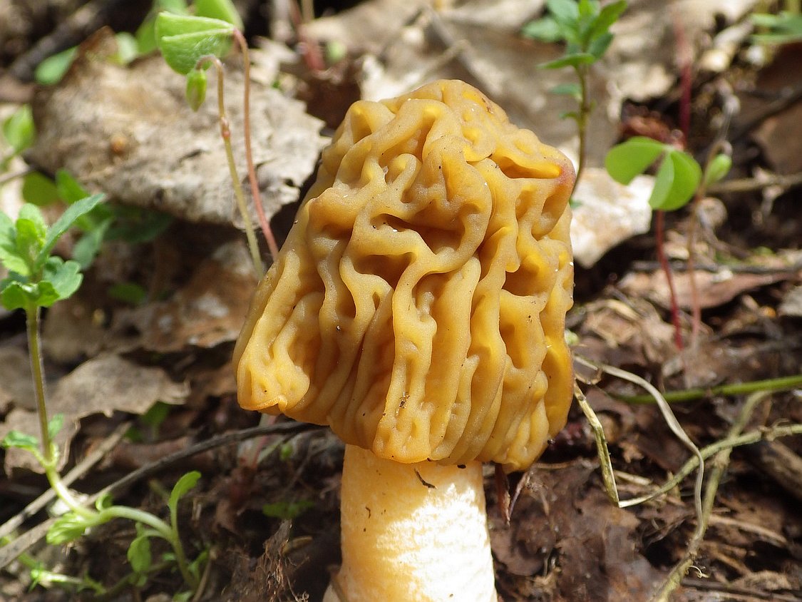 Verpa bohemica
